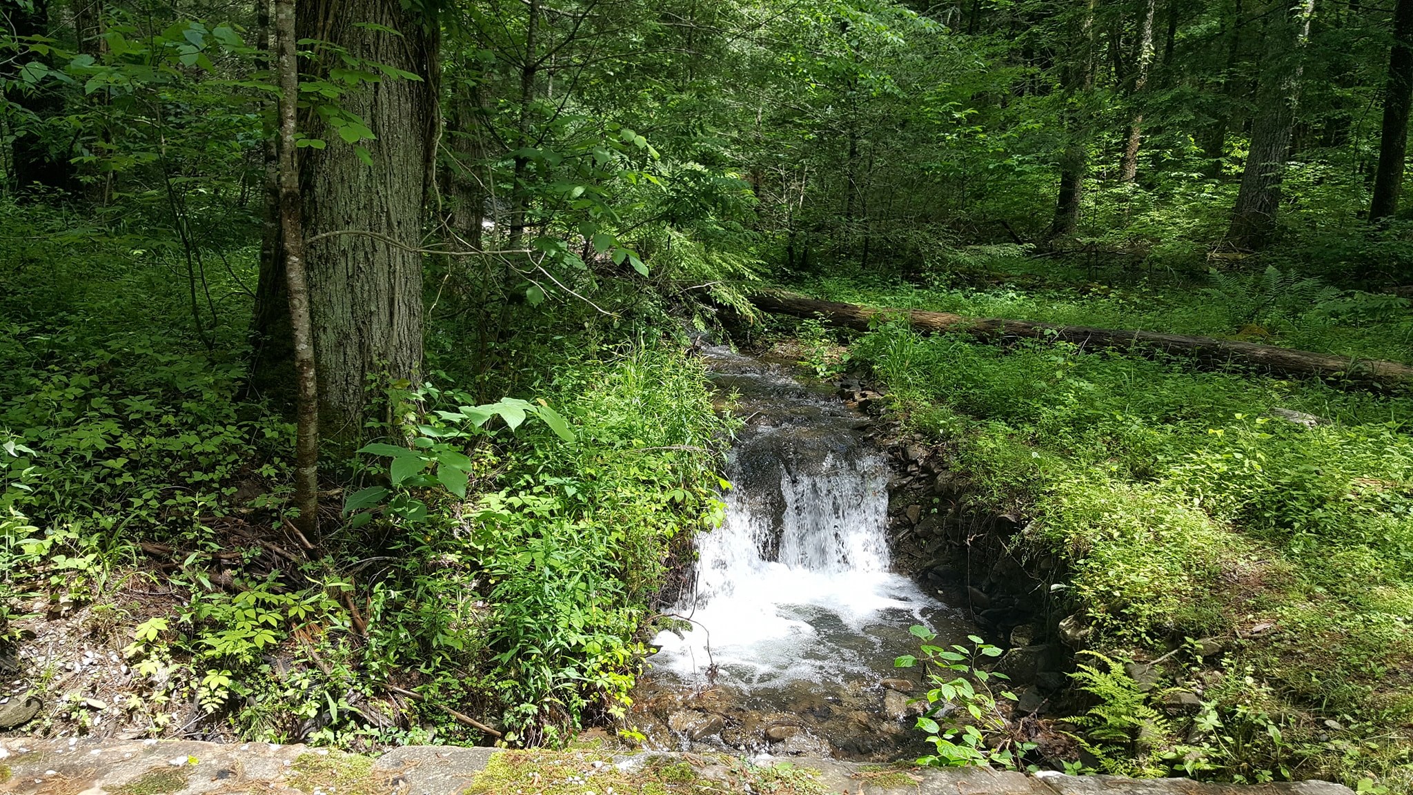 Spring in the Smoky Mountains