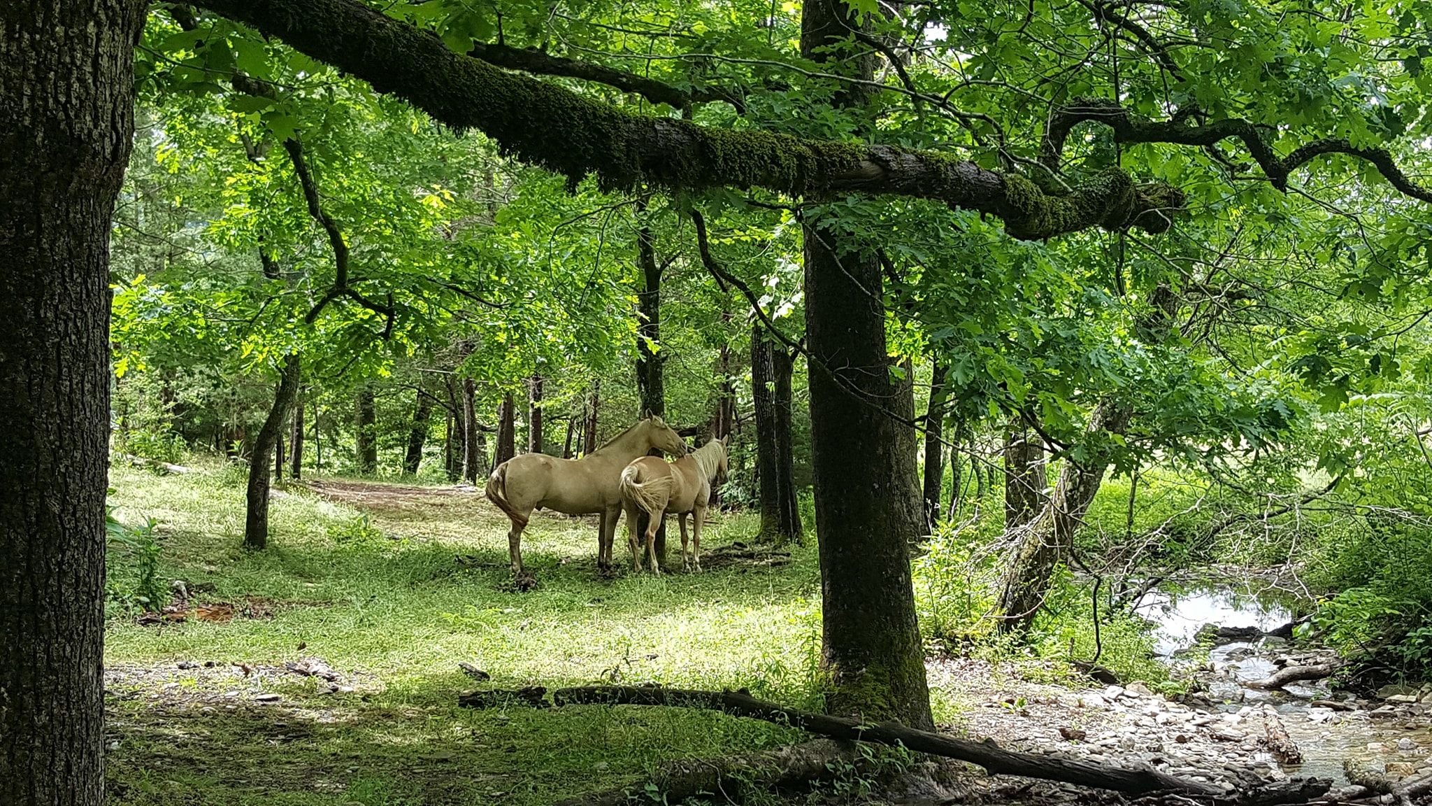 Horses in Great Smoky Mountains National Park in the Spring