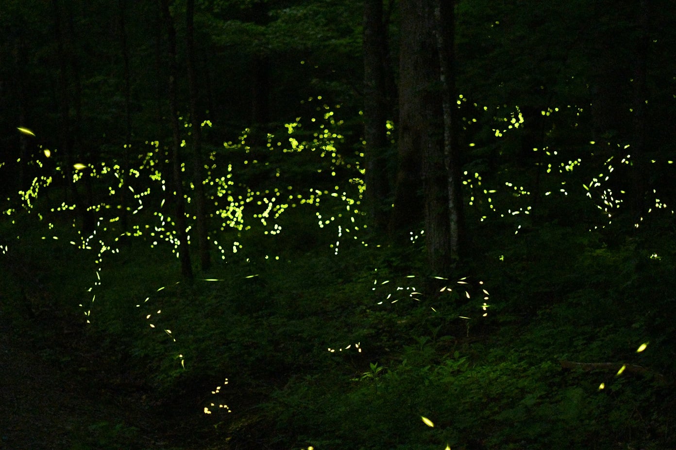 Synchronous Fireflies of Elkmont Campground