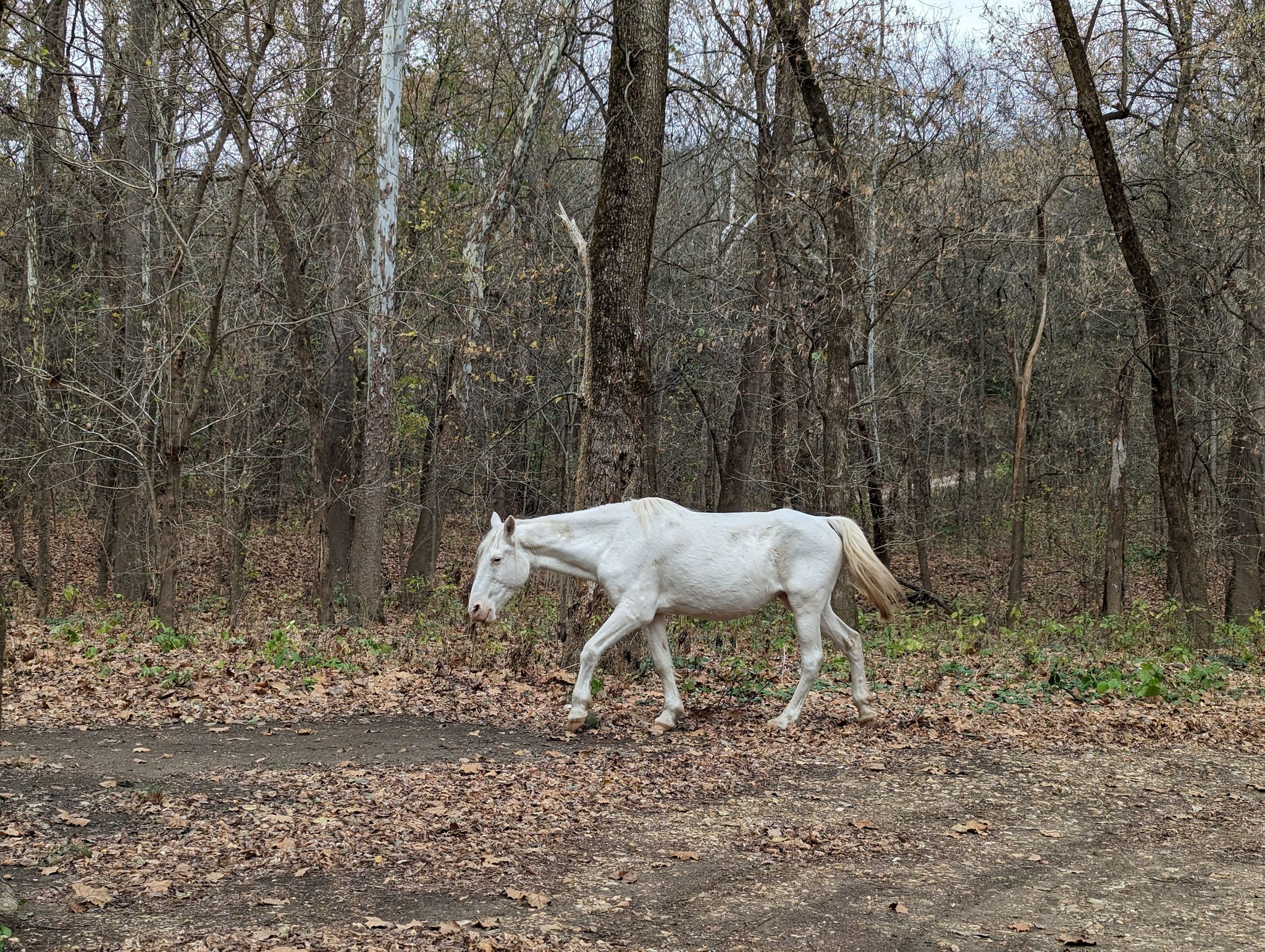 Wild Horses of Shannon County, Missouri