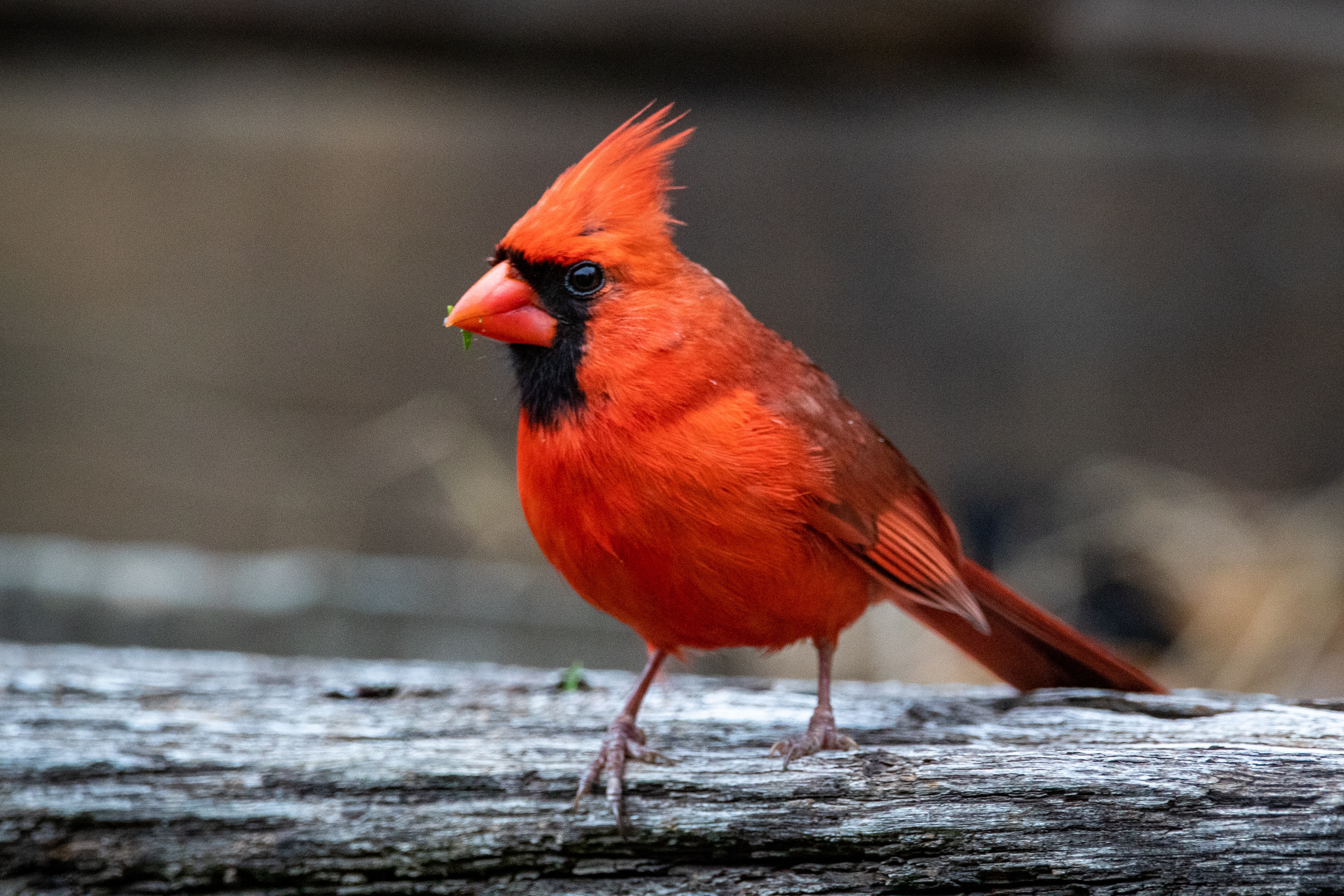 Cardinal