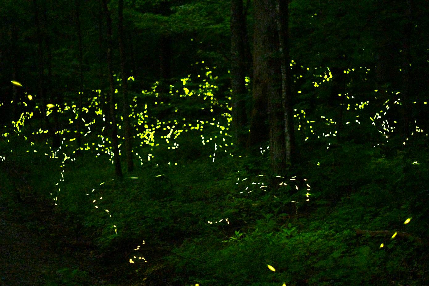 Synchronous Fireflies of the Great Smoky Mountains