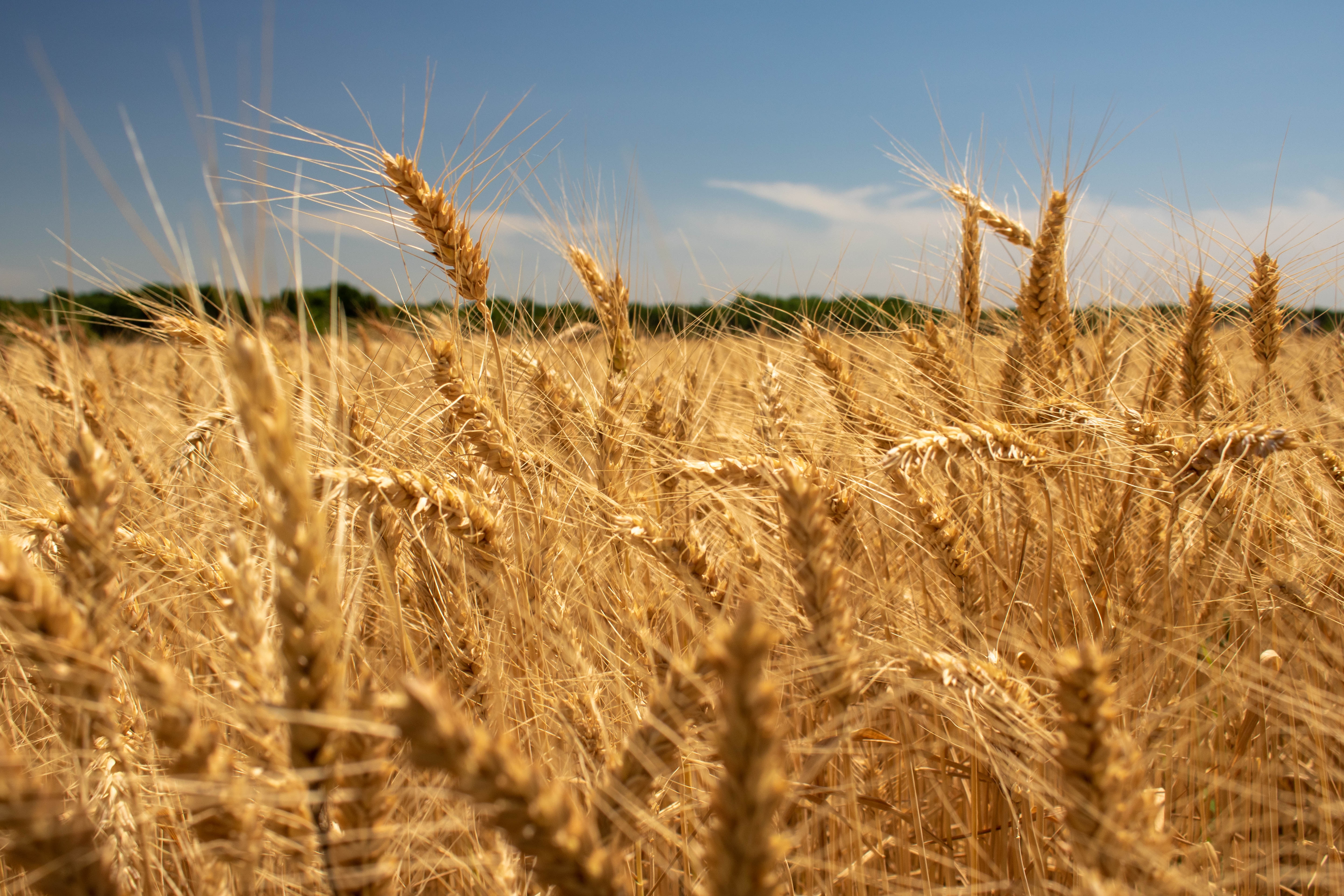 Wheat field in Kansas