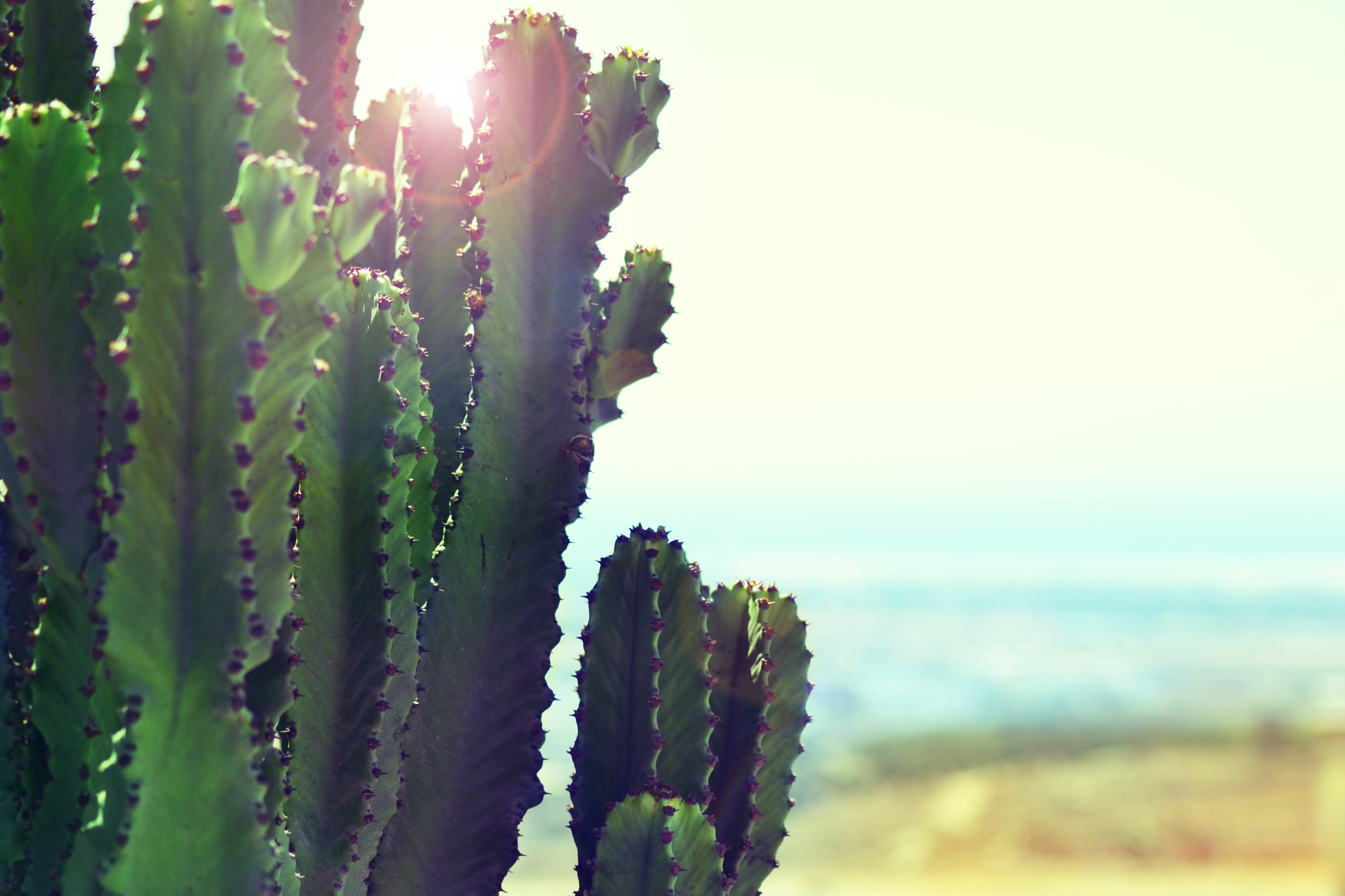 Arizona Cactus