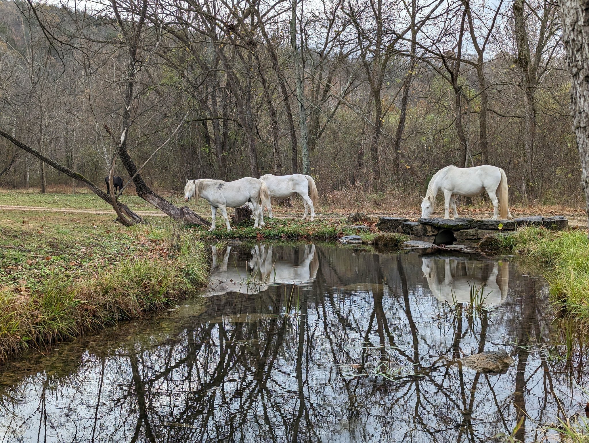 Wild Horses of Shannon County, Missouri