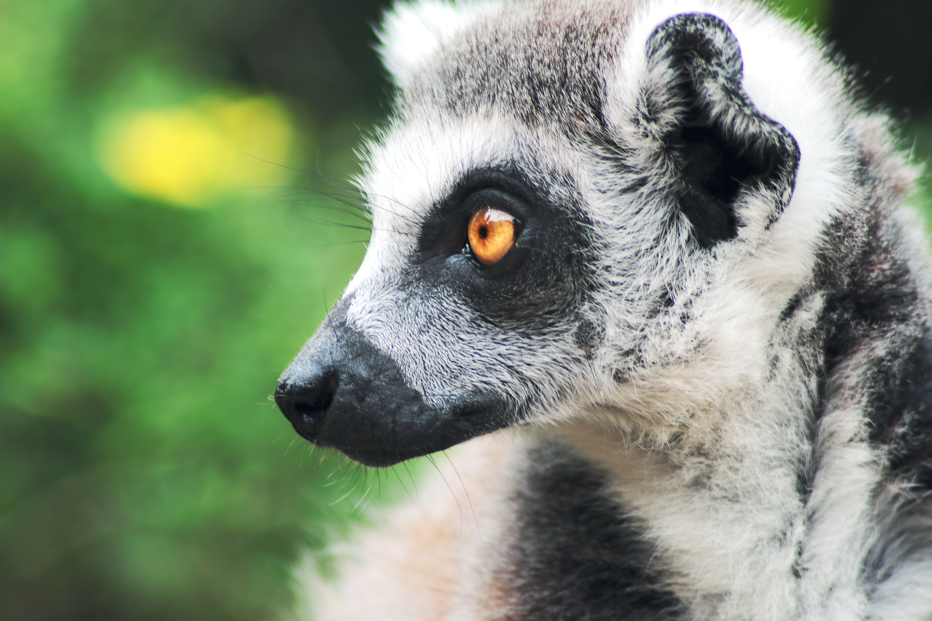 Lemur