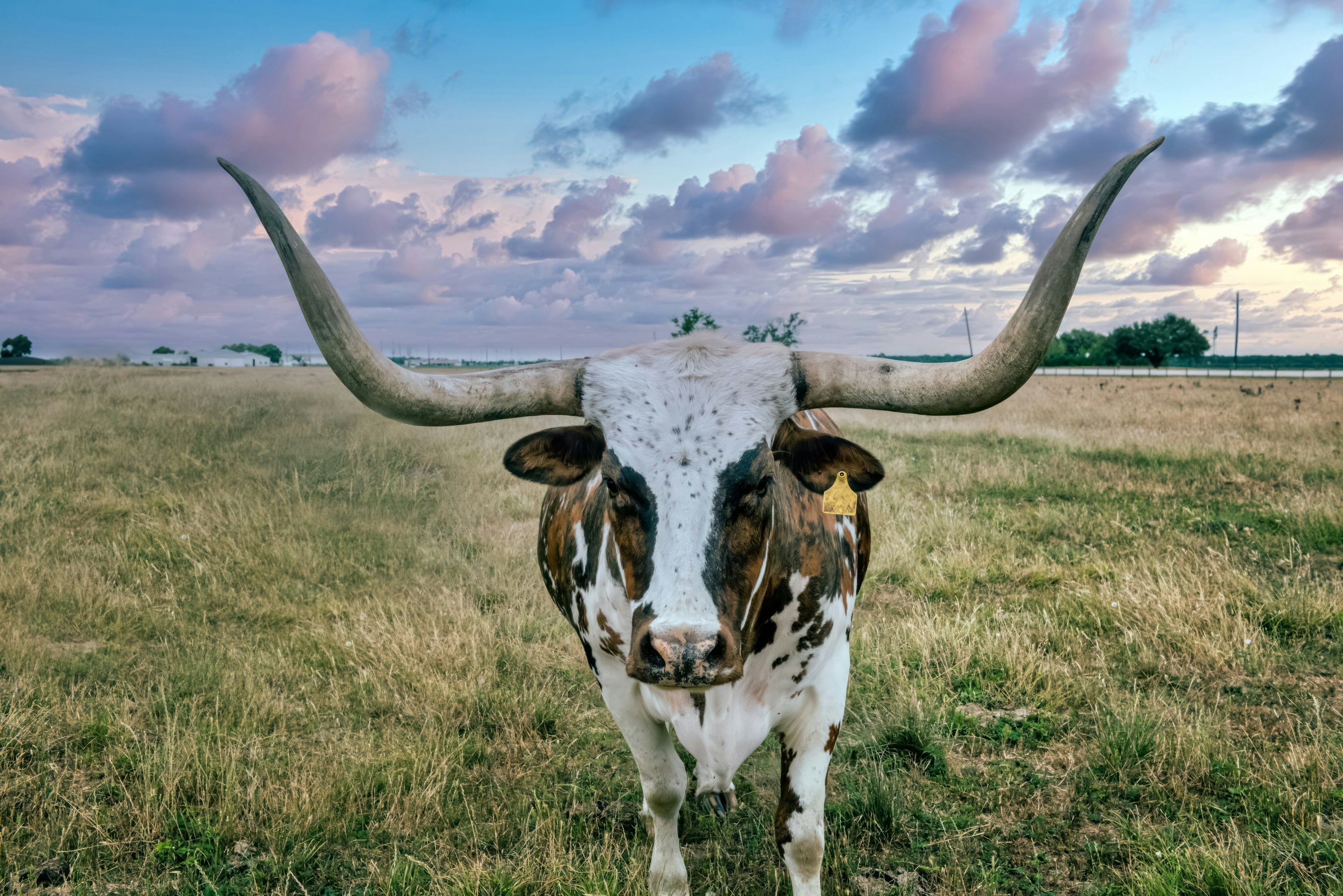 Texas longhorn