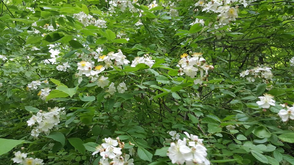 Spring flowers on the Current River