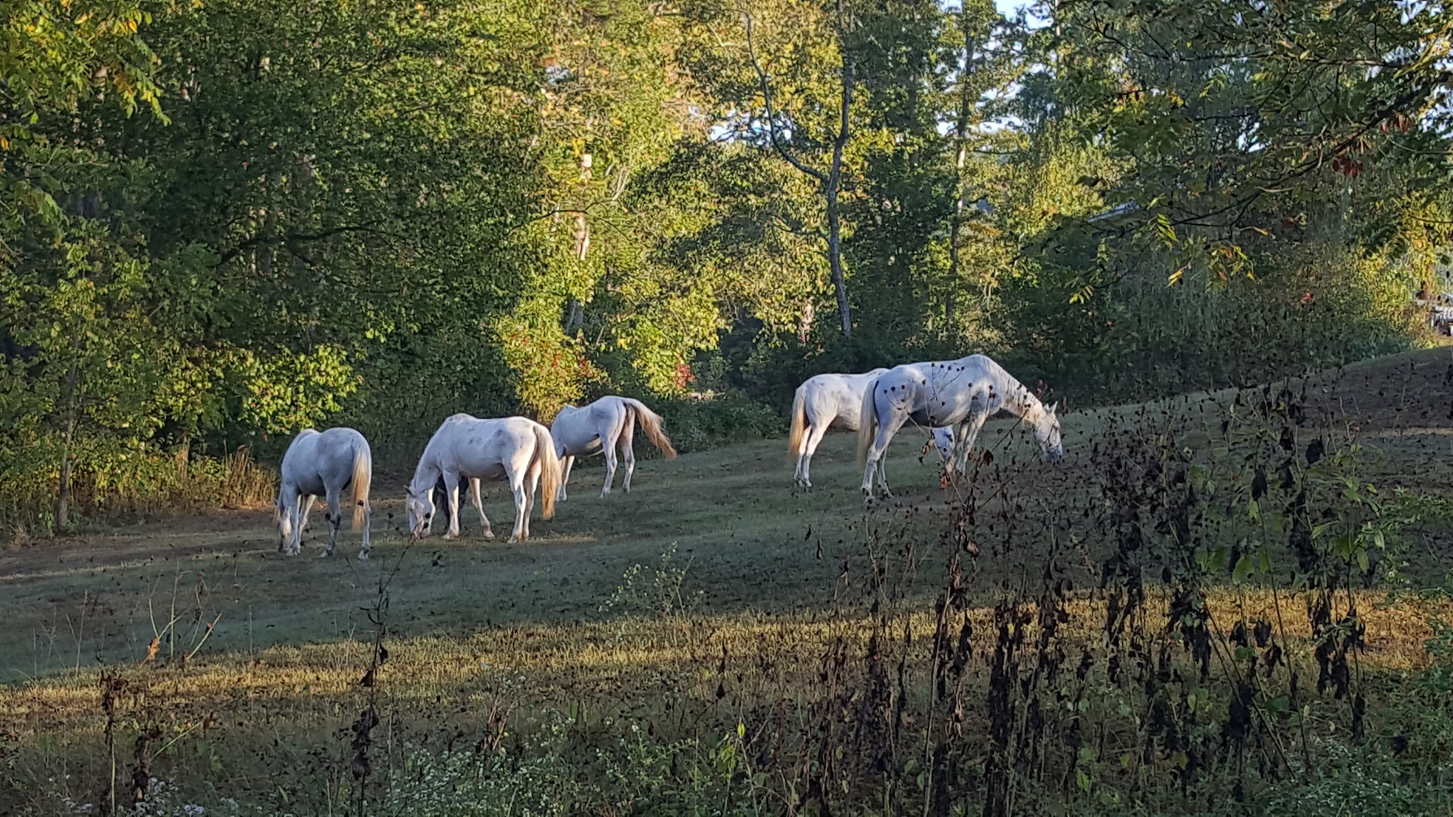Wild Horses of Shannon County, MO